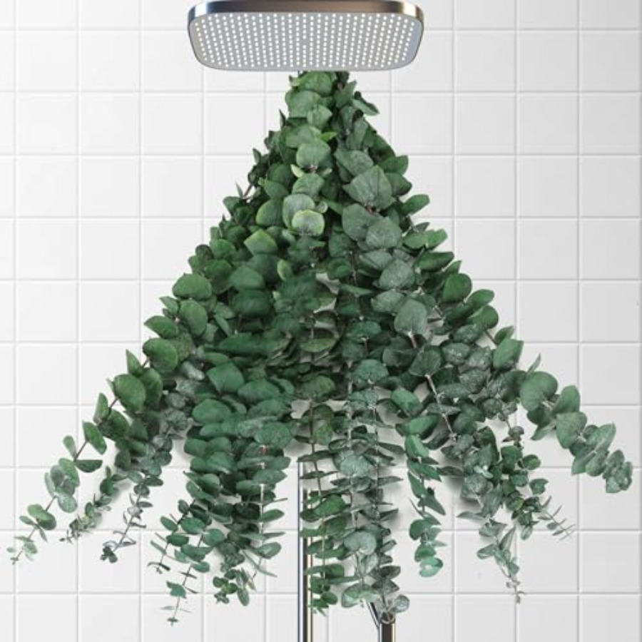 Home Fragrance Eucalyptus - Rami di Eucalipto Essiccati per Doccia,